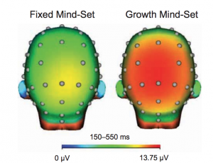 fixed-growth brain